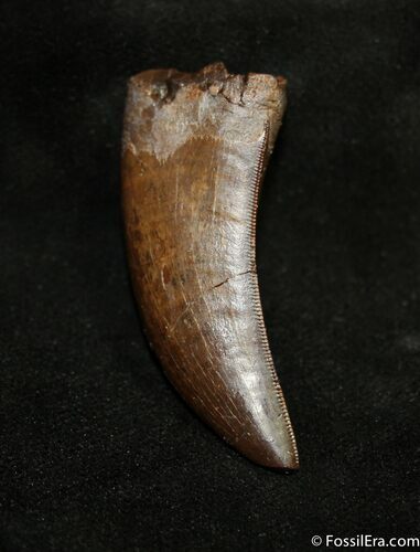 Premium Inch Nanotyrannus (T-Rex) Tooth #1535